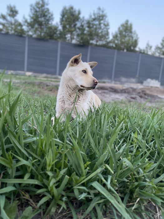 Добрая собачка Луна ищет свой дом