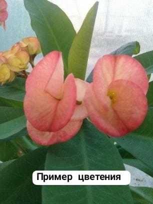 Молочай крупноцветковый, мелкоцветковый