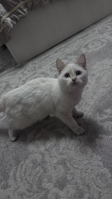 Отдам котенка в добрые руки