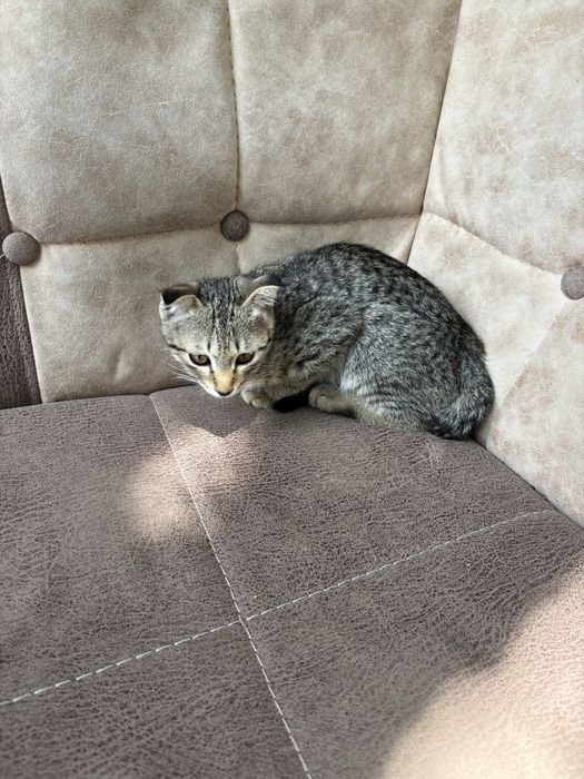Кошки