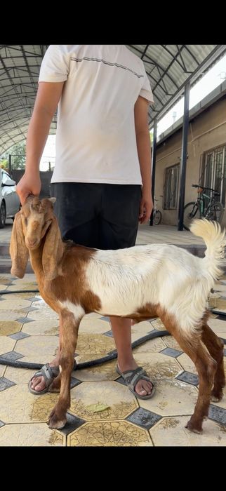 Камори козлята..