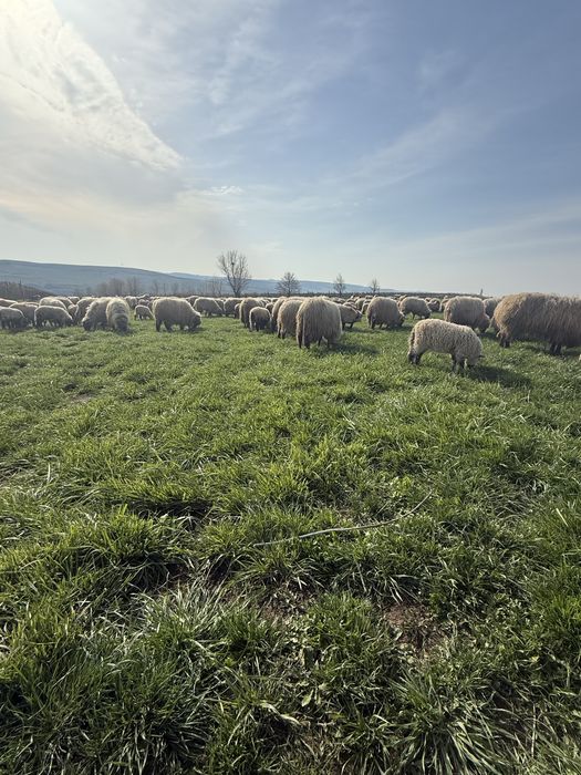 Miei de vanzare