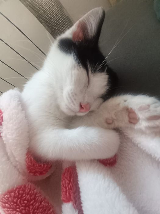 Потерялся Котенок