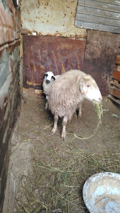 Семіз қой тоқтылар сатылады