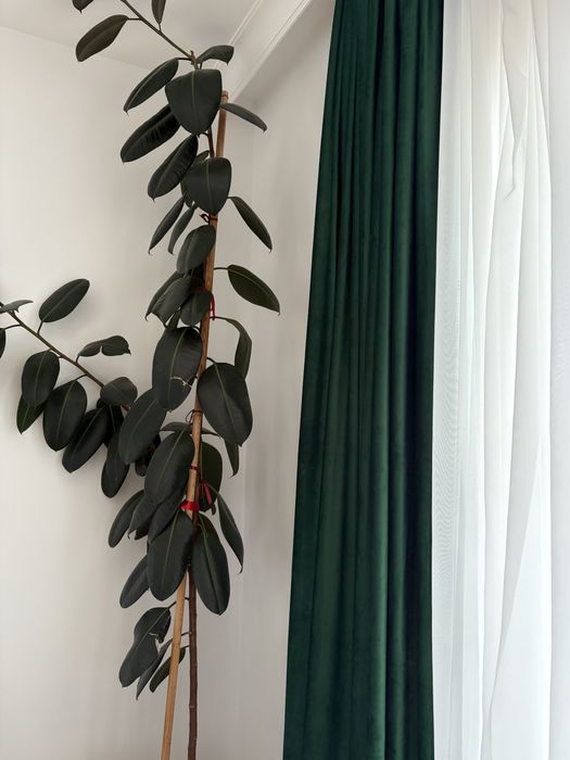Floare Ficus , verde, 280 cm.