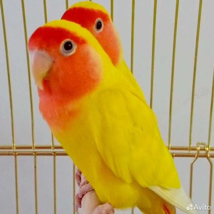 Попугай продажа срочно