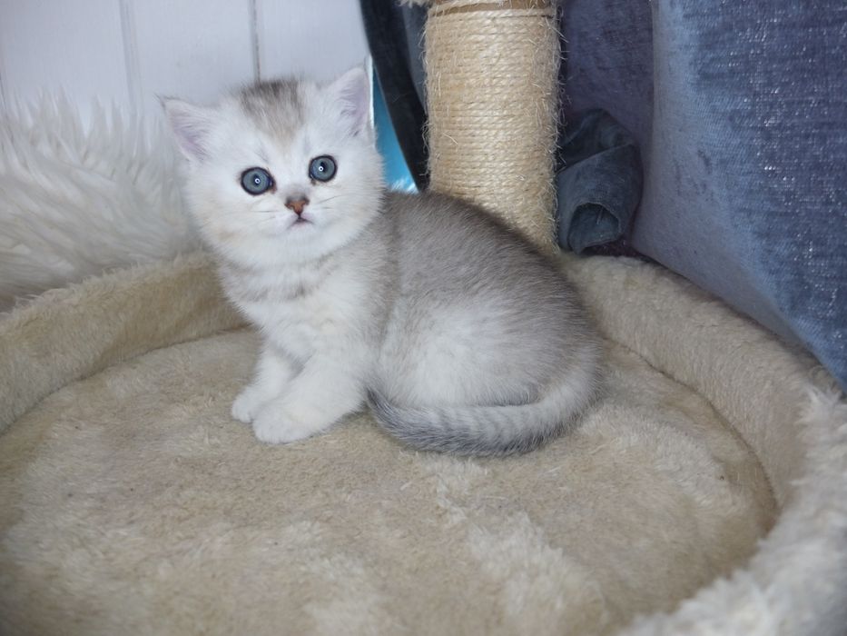 Британско коте сребърна чинчила