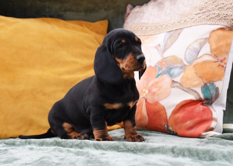 Catelusi teckel pedigree