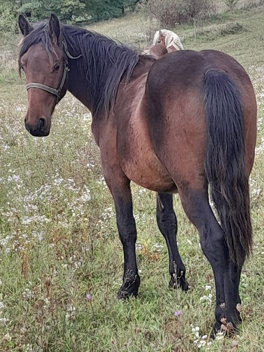 Vând manz sau schimb