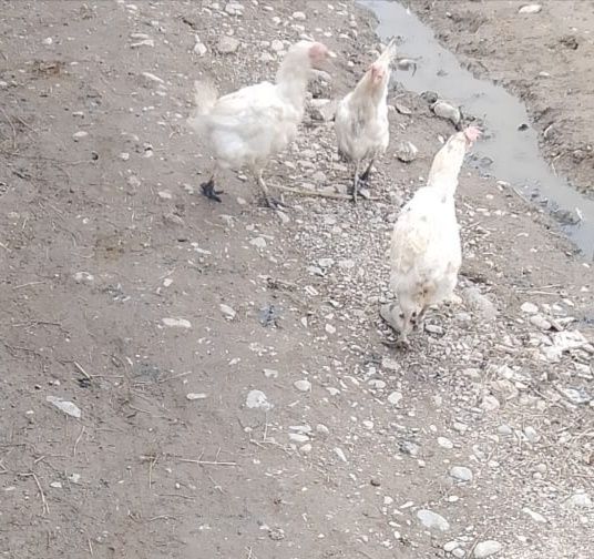 Продаются куры несушки 12 штук