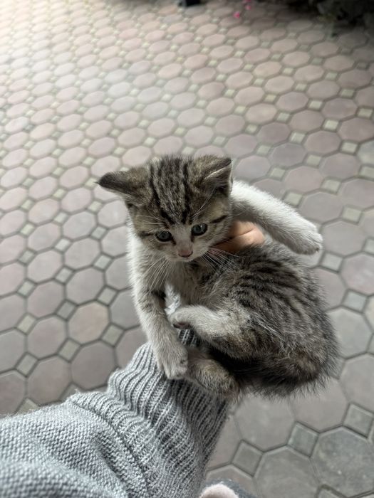 Отдам котят в хорошие руки!