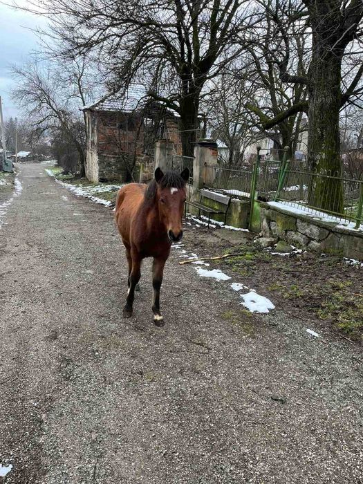 Продавам младо мъжко конче