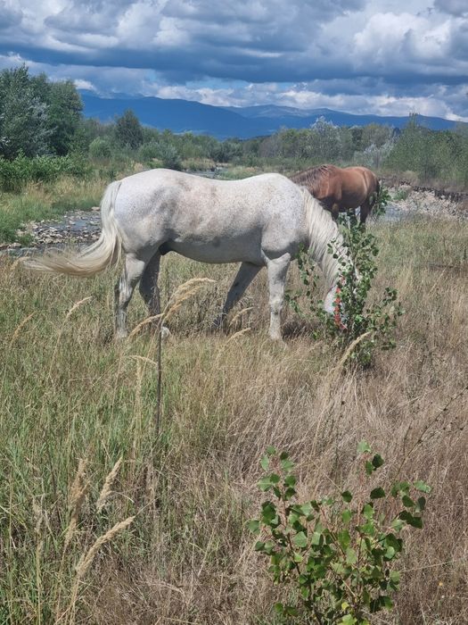 Vând cal în vârstă de 12 ani