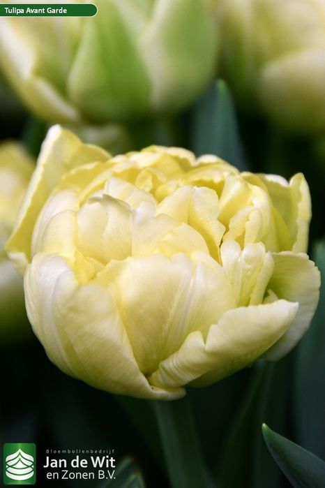 Тюльпаны оптом и оптом