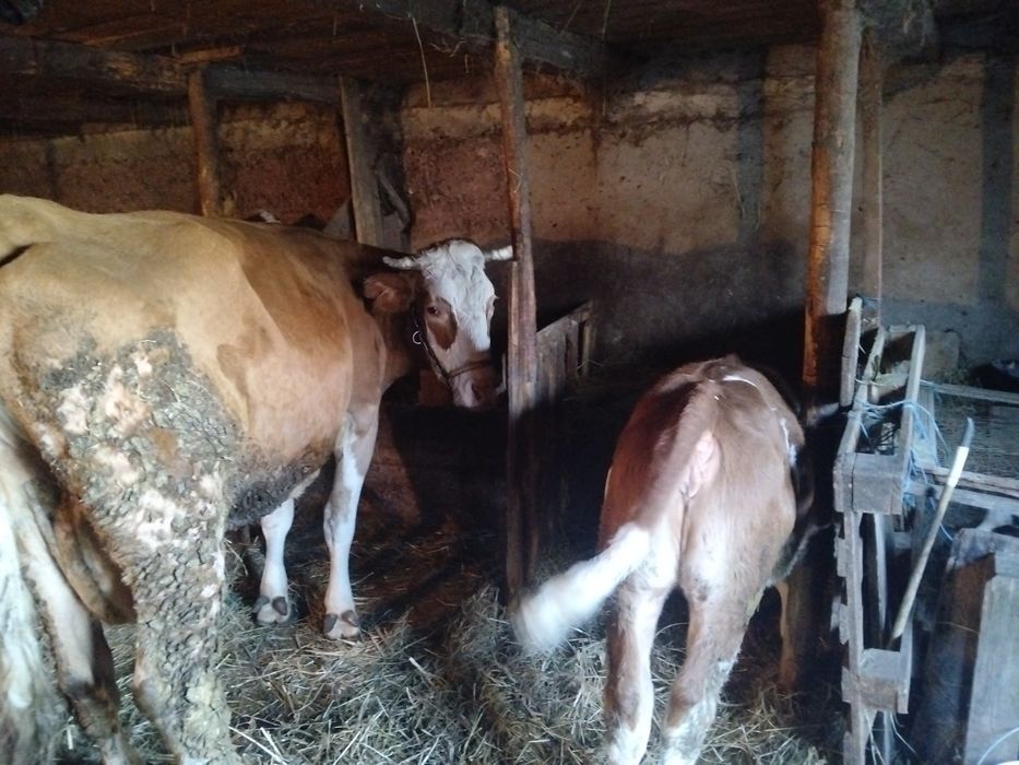 Vind vaca gestantă de 6luni Cu vitea de 3luni 15 l de lap 15000 neg