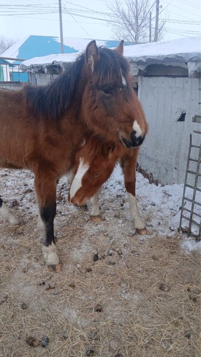 Еркек жабактар сатылады