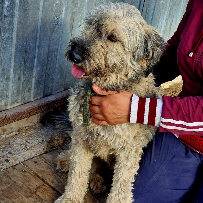 Собака Дымок из приюта Хвостатый Рай