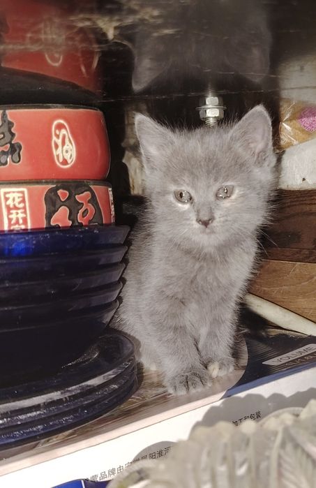 Отдам котят в добрые руки