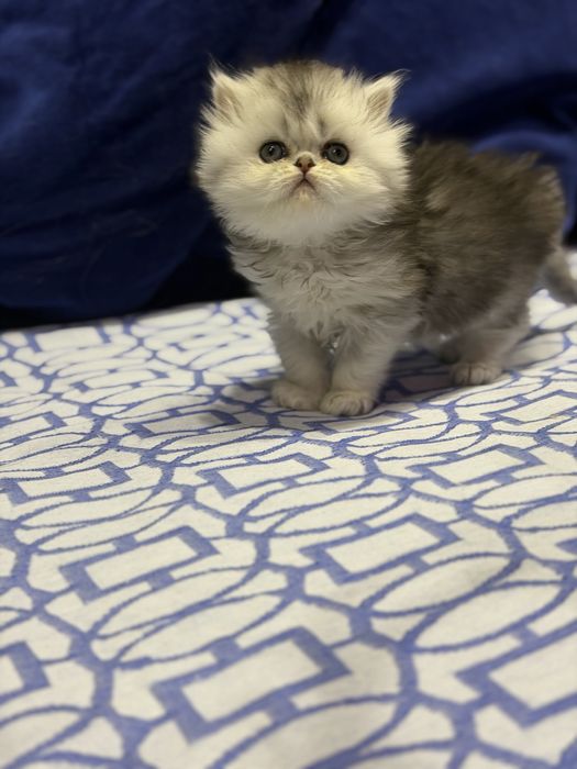 Британская пуховая ! Шиншила Серебро!