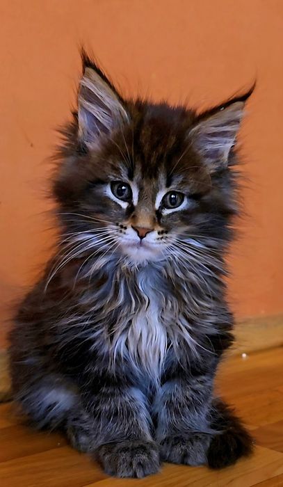 Уникални котенца мейн  куун