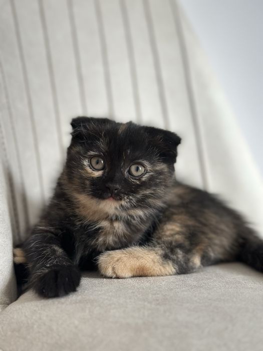 Продаю котенка в хорошие руки