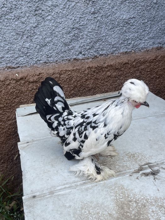 Продам карликовую курочку