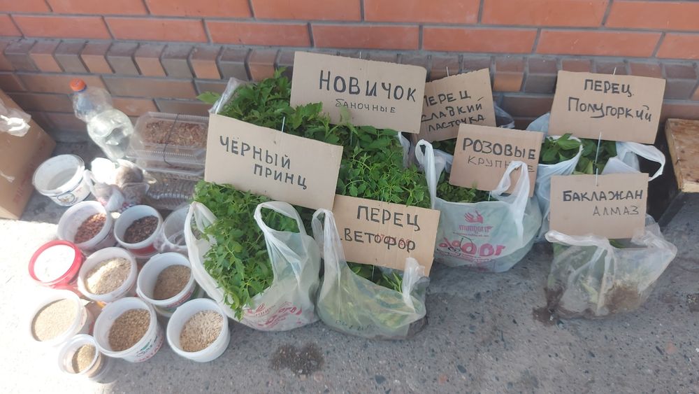 Рассада помидоры перцы