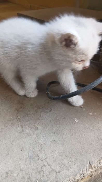 Котяти очень хорошие и очень милые.