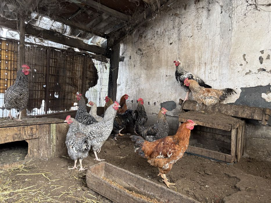 Продам петухов молодых