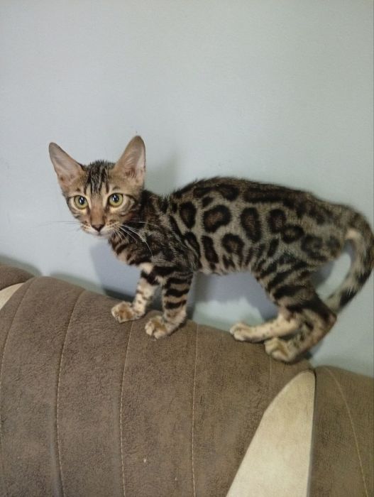 Bengal mushigi sotiladi 2 oylik Продайотся бенгальская  2 месяца