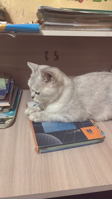 Отдам Кошку с котенком