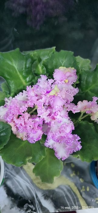 Продаются фиалки