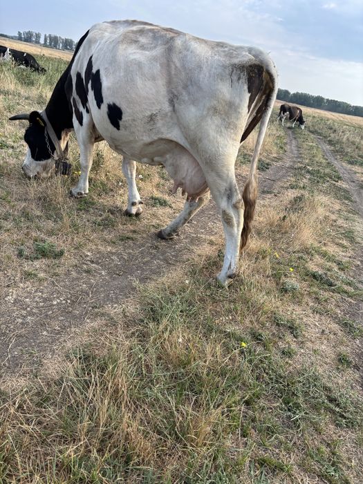 Vand 3 vaci doua cu lapte si una intarcata