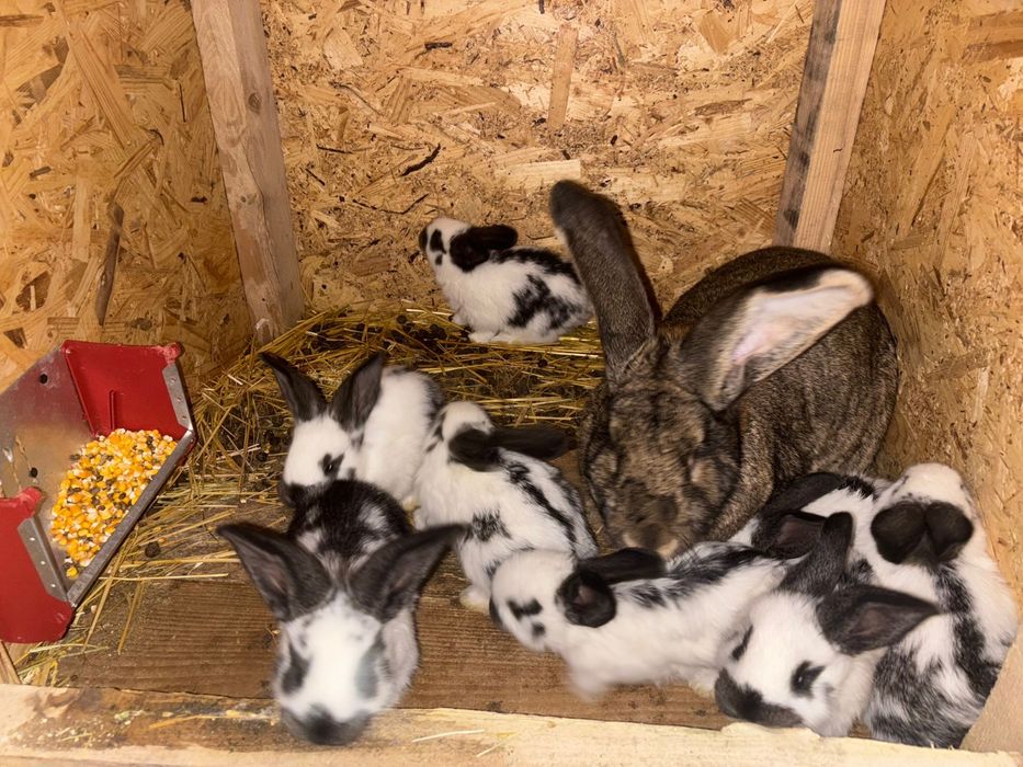 Pui iepuri cu urechi mari