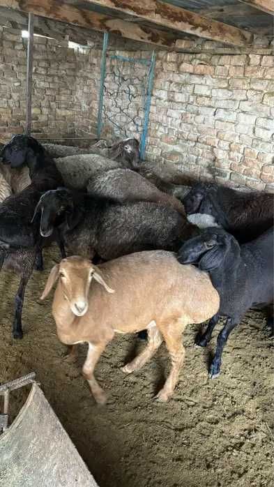 Күйеу бала мен қайын ененің порно хикаялары