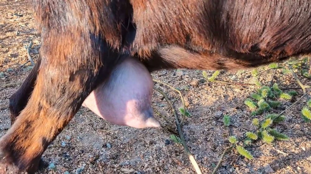 Capră Alpina x Anglo 4L de lapte  pe zi