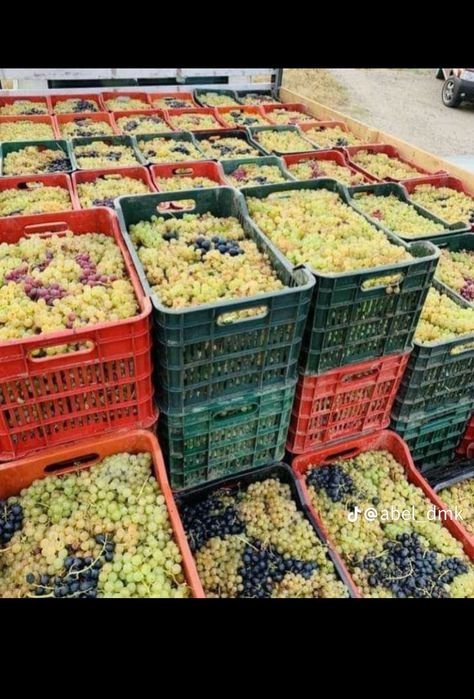 Vând struguri de vin transport gratuit in toată țara