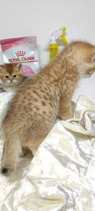 Британские кошечки и котики