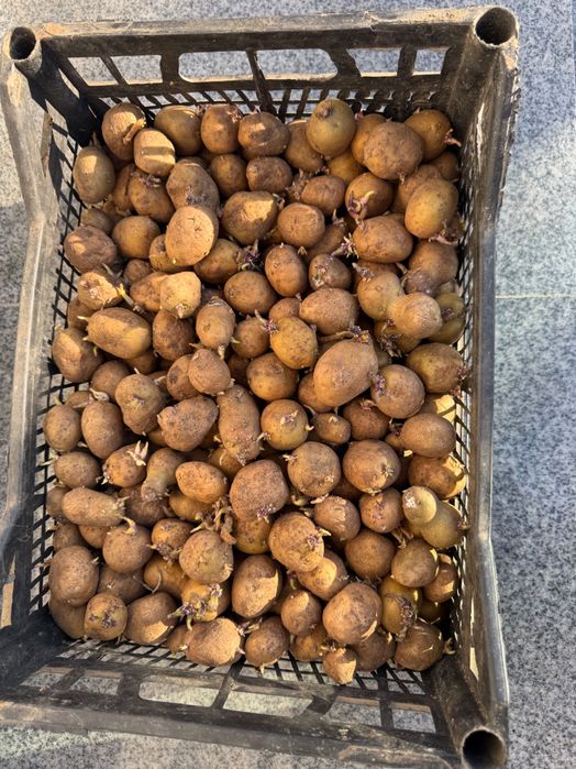 Cartofi de  sămânță Arizona