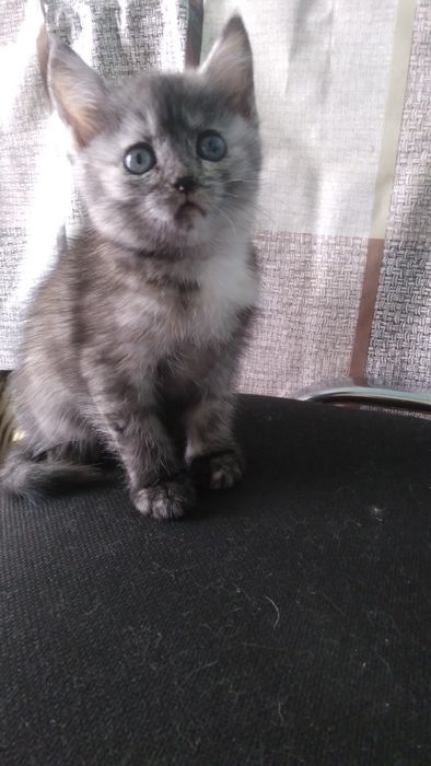 Отдам котёнка в добрые руки