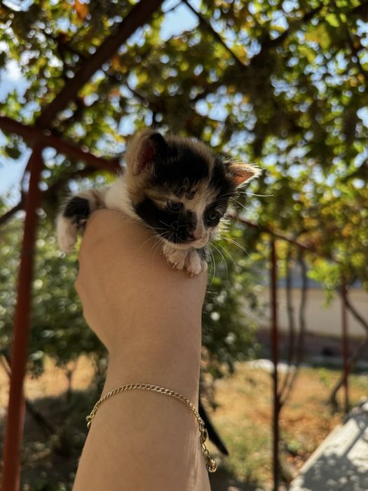 Отдам котят в добрые руки