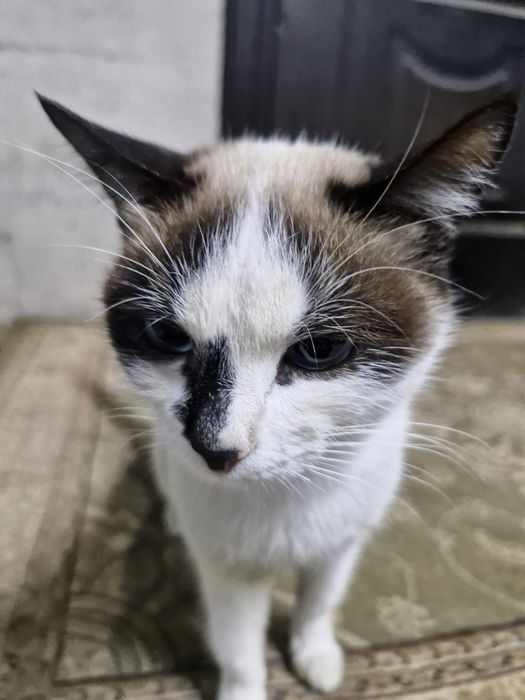 Котик даром маленький