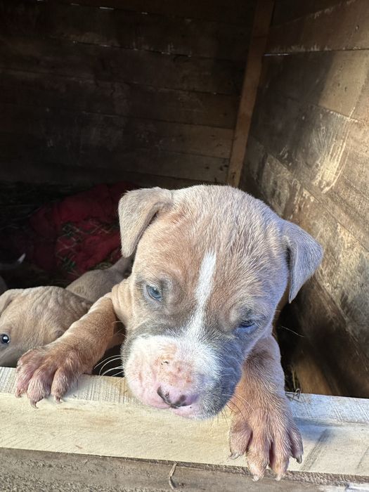 Spre adoptie pui amstaff