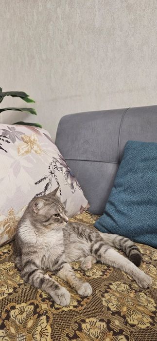 Отдам кота в хороше руки