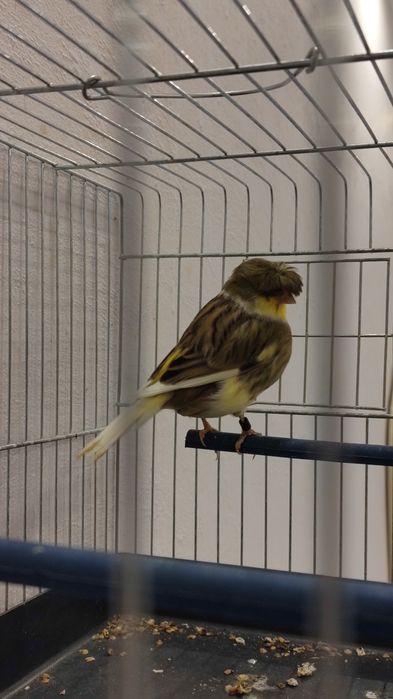 Продавам мъжко глостер