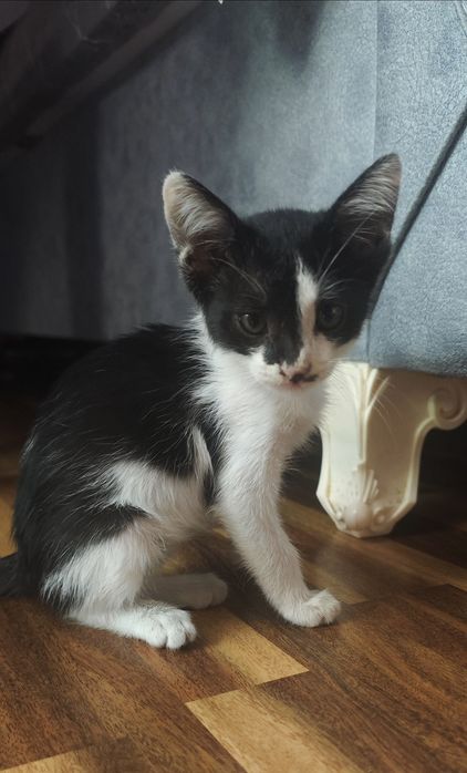 Котенок отдам В ДОБРЫЕ РУКИ.