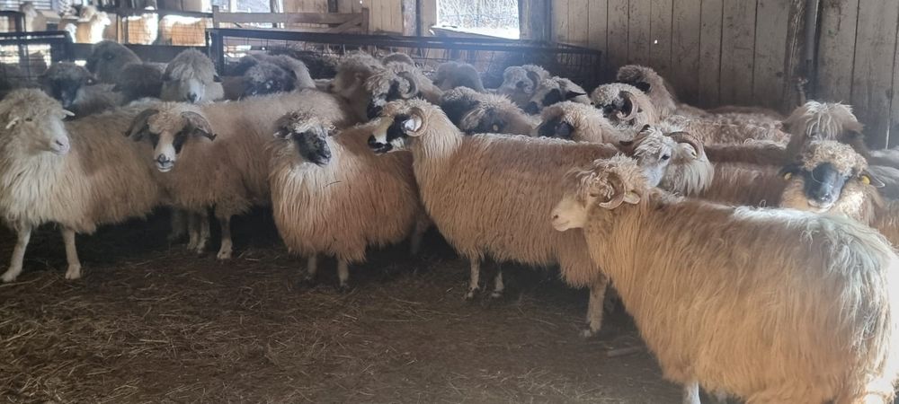 20 Oi breze de vânzare și pe ales