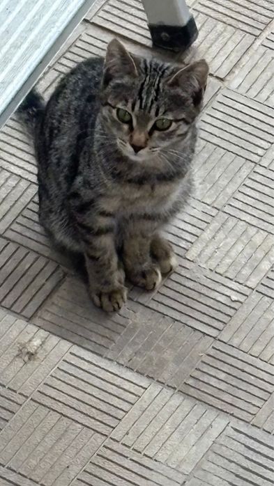 Отдам  с доставкой котенка приученная