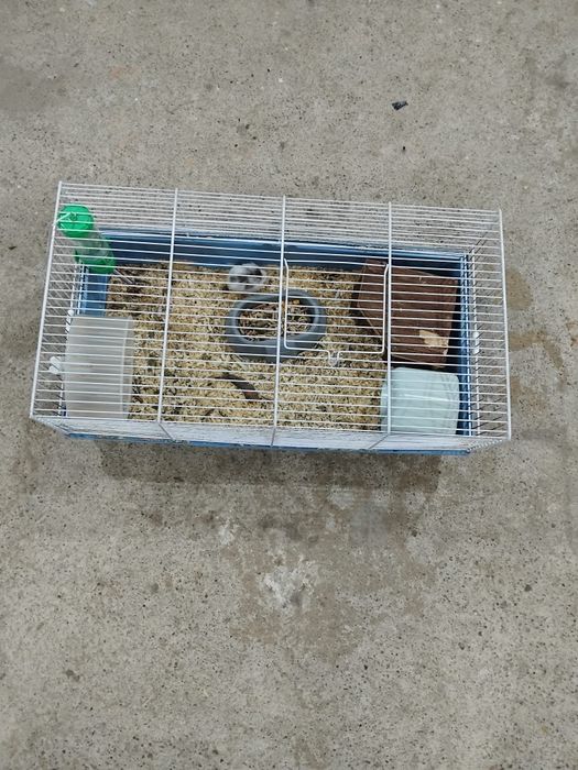 Vând hamsteri pitici