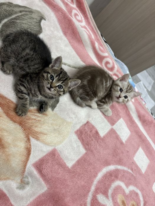 Продажа британских котят